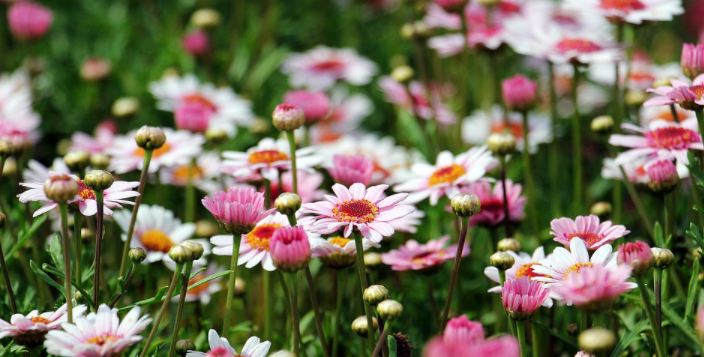 Flowers at Yard